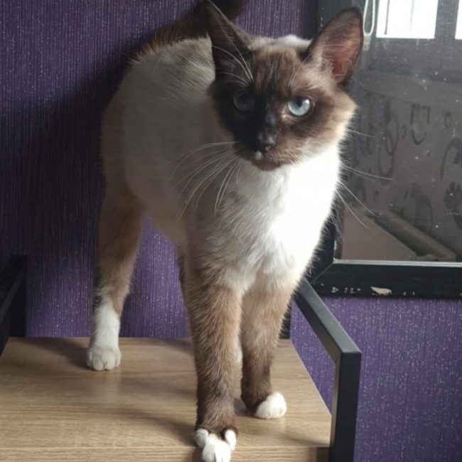 Bonnie - Chat à adopter