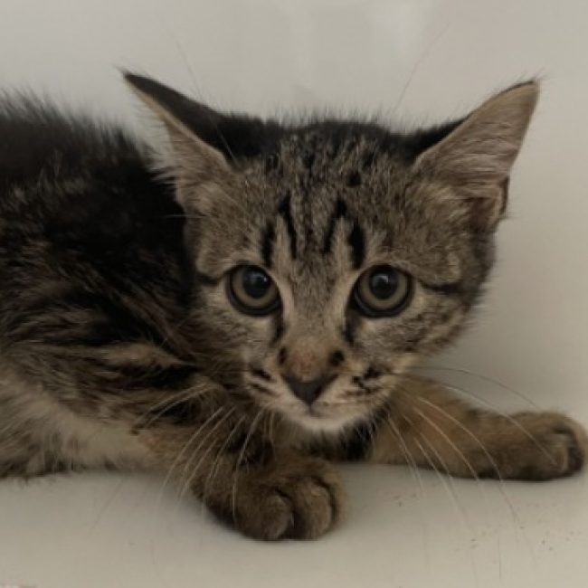 Milton - Chat Européen à adopter
