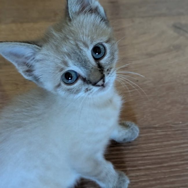 Nimbus dit alpha