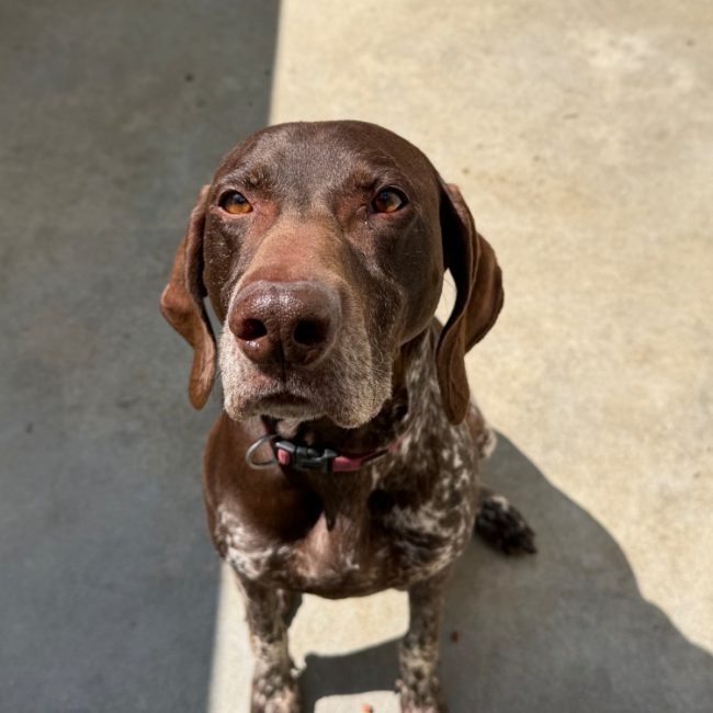 Rex - Chien Braque allemand à poil court à adopter