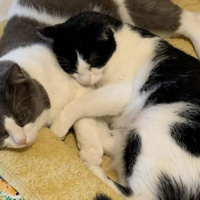 Kani - Chat Européen à adopter