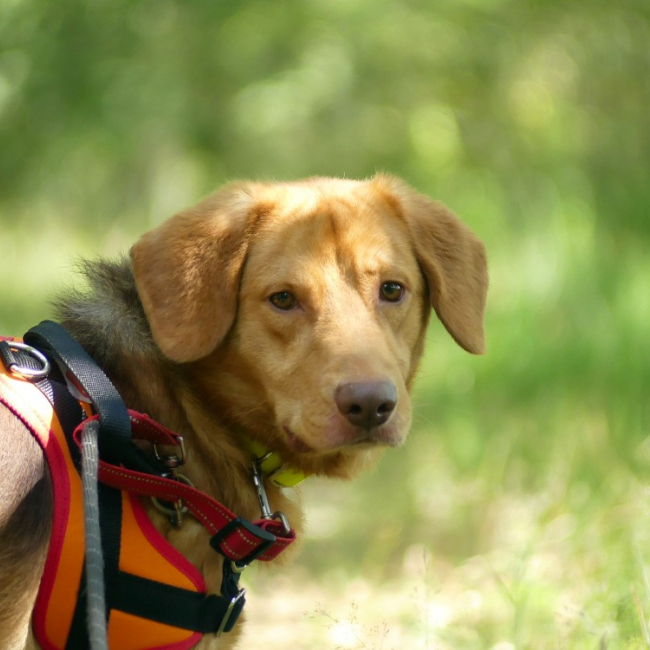 Loky - Chien à adopter