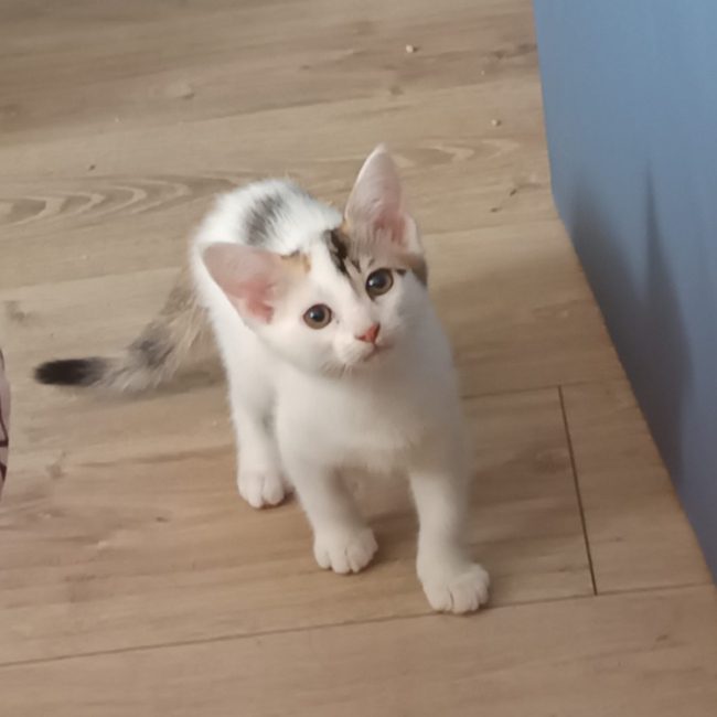 Jasmine - Chat Européen à adopter