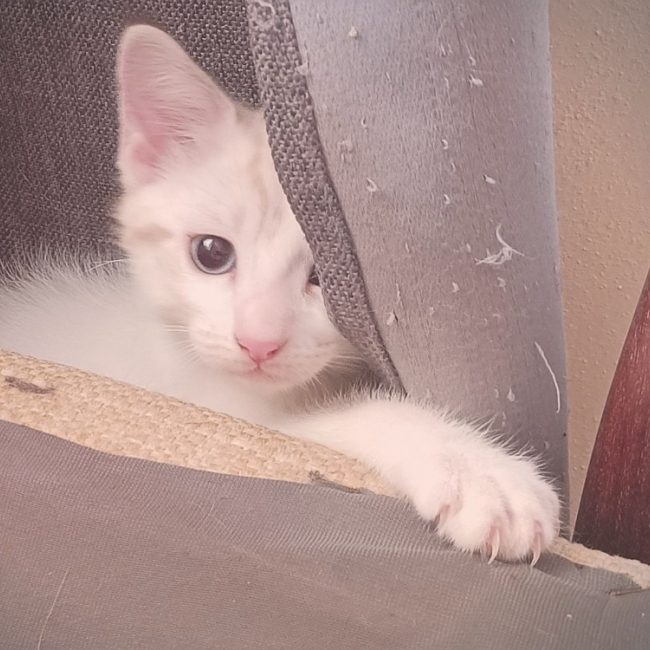 Cassis - Chat Européen à adopter