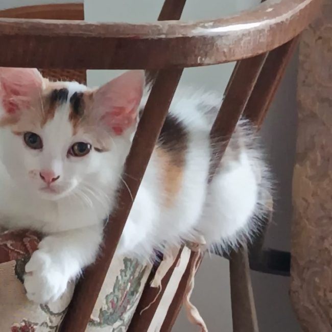 Iris - Chat Européen à adopter