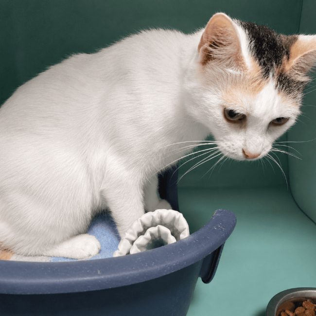 Odessa - Chat Européen à adopter