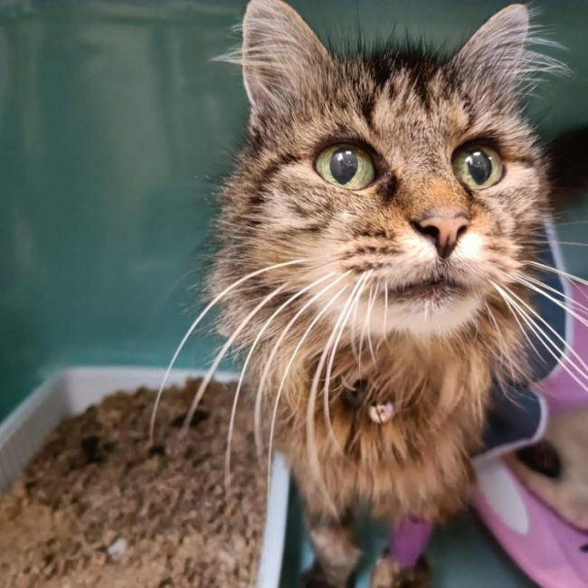 Doucette - Chat Européen à adopter
