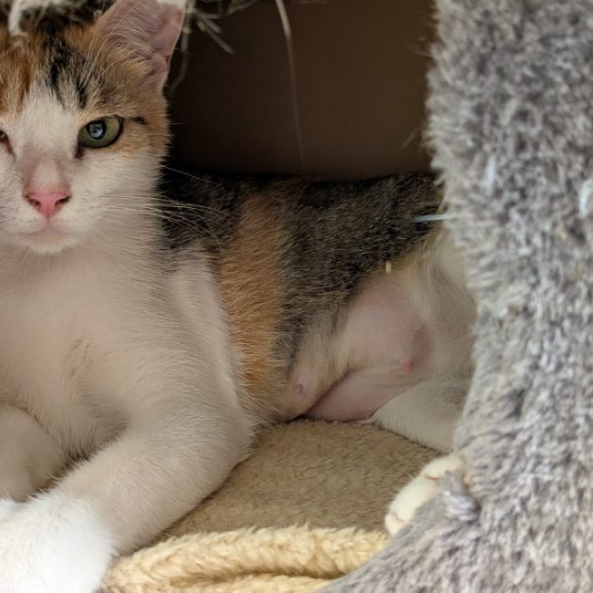 Pernety - Chat Européen à adopter