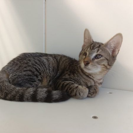Big - Chat Européen à adopter