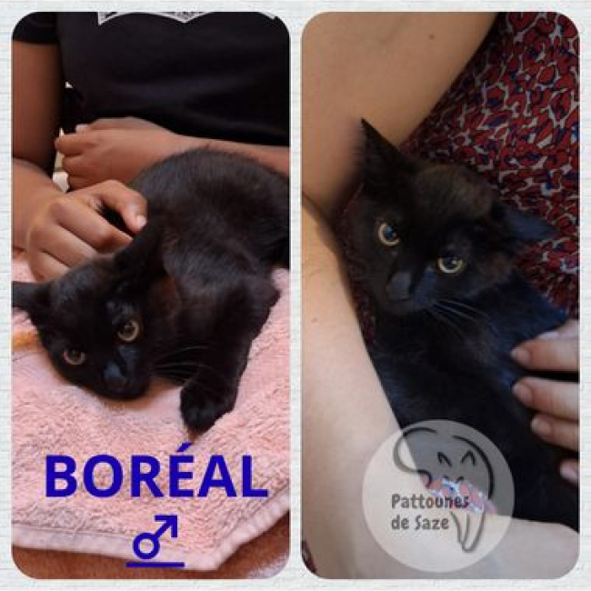BORÉAL - Chat à adopter