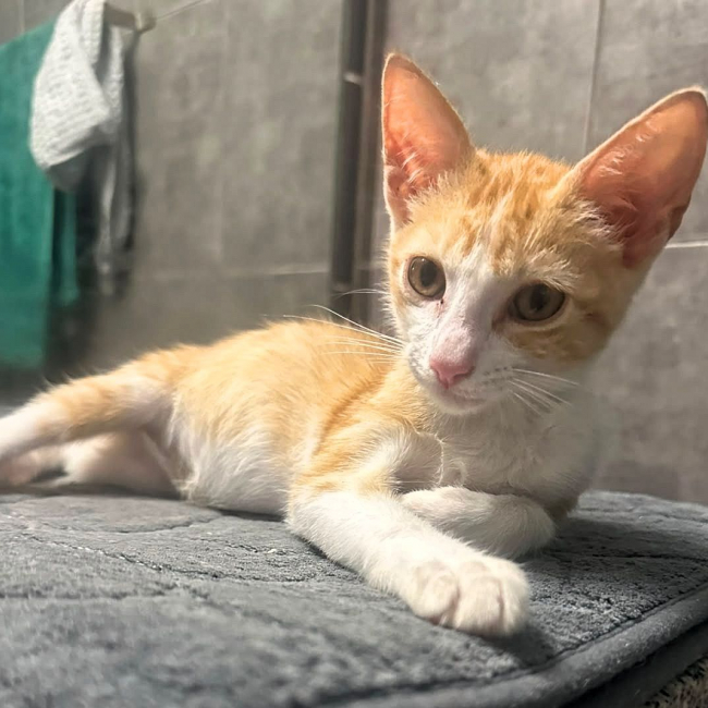 JOSÉ - Chat Européen à adopter
