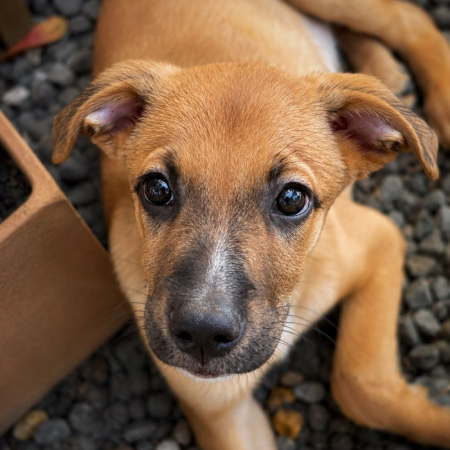 CHARLY - Chien à adopter