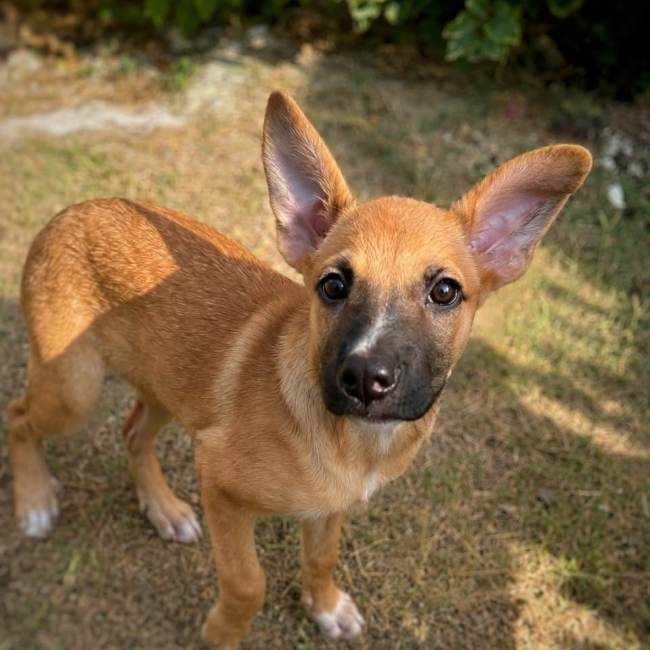 MARY - Chien à adopter