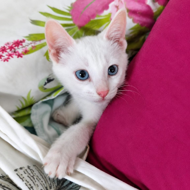 JORDY - Chat Européen à adopter