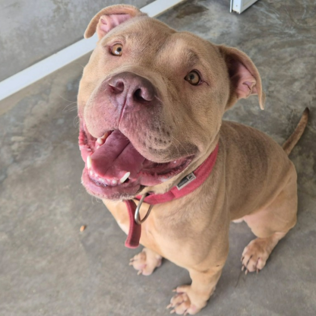 Banzai - Chien à adopter