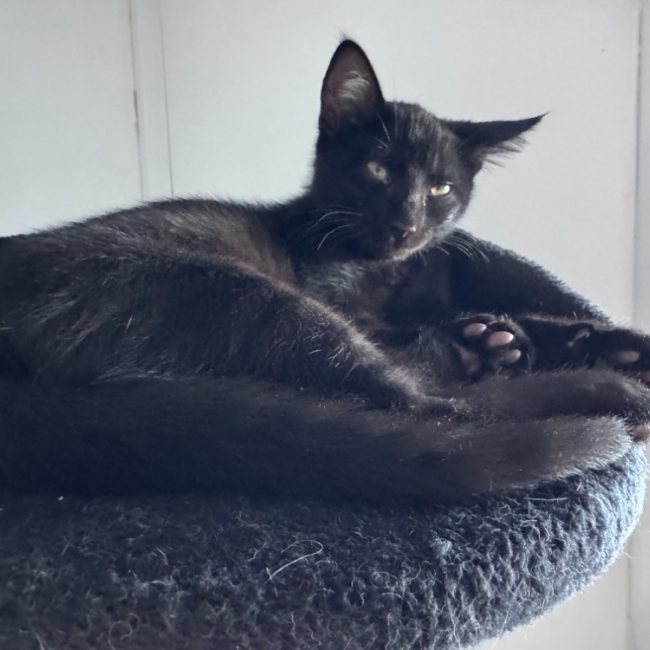 Zorro