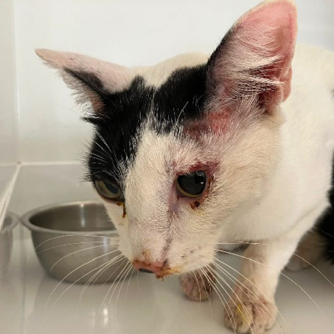 Survivor - Chat Européen à adopter