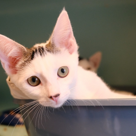Lionette - Chat Européen à adopter