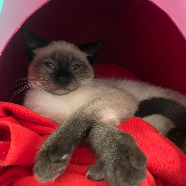Babouche