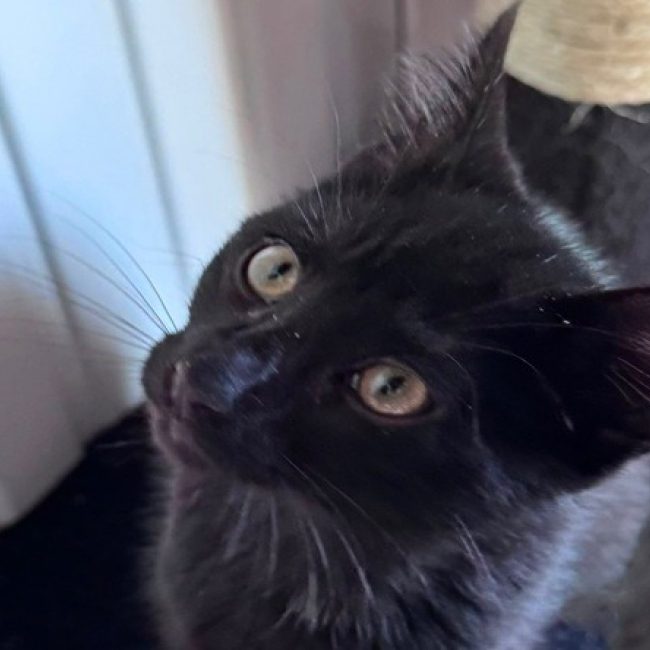 Dali - Chat Européen à adopter