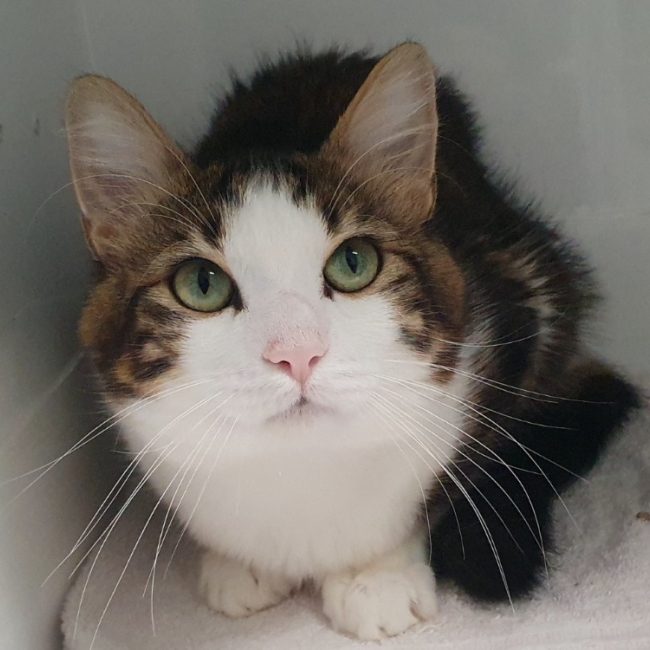Plumeau - Chat Européen à adopter