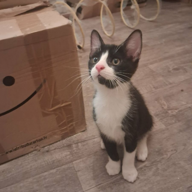 BASILE - Chat Européen à adopter