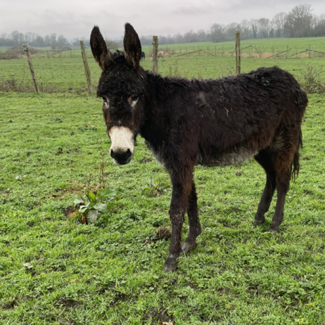 Oreal de belnoe - Equidé Ane à adopter