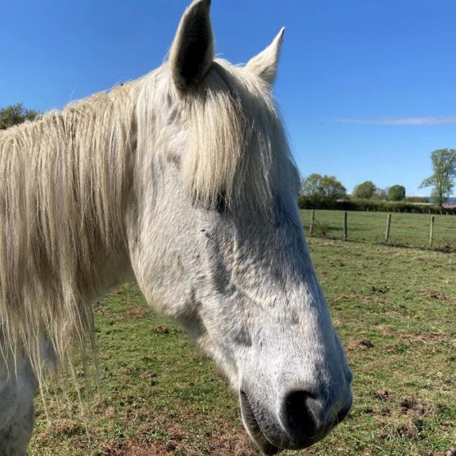 Nankor - Equidé Cheval à adopter