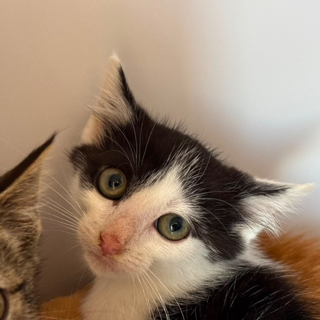 Nova