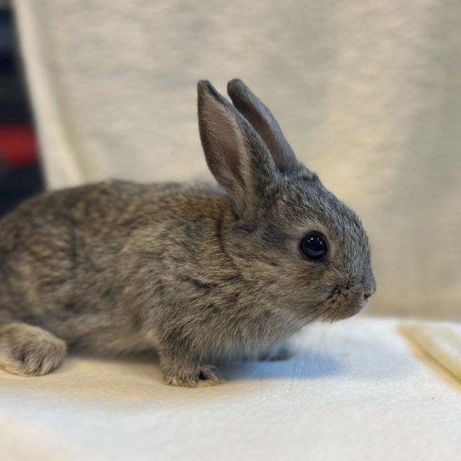 Bouton dor - Rongeur Lapin à adopter