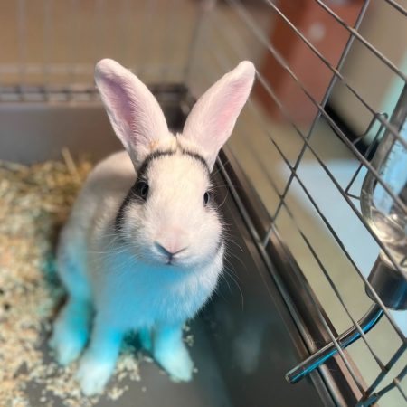 Pepsi - Rongeur Lapin à adopter