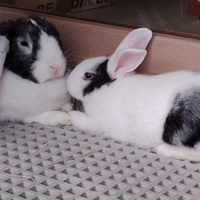 Pepsi - Rongeur Lapin à adopter