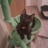 BERLIOZ