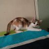 LILI