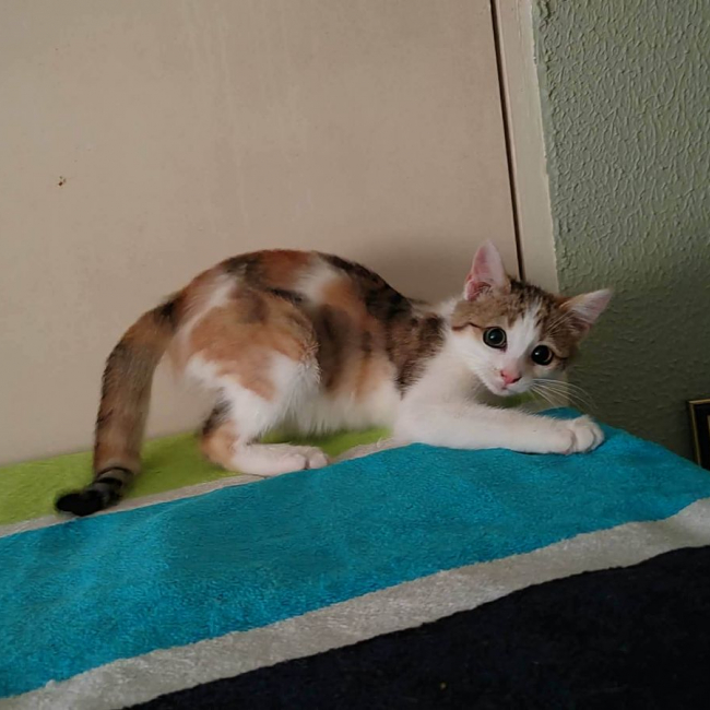 LILI
