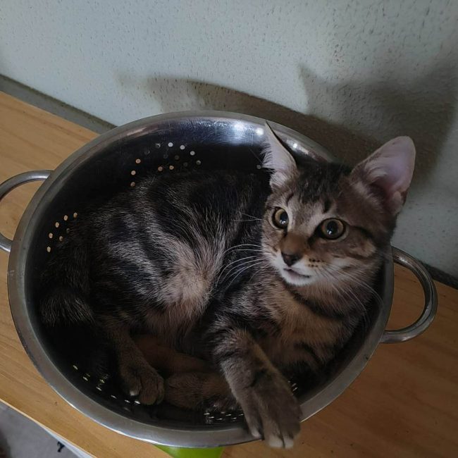 DRAGON - Chat Européen à adopter