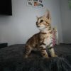 DOUDOU