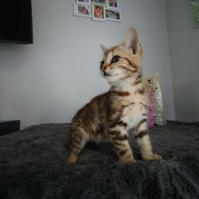 DOUDOU