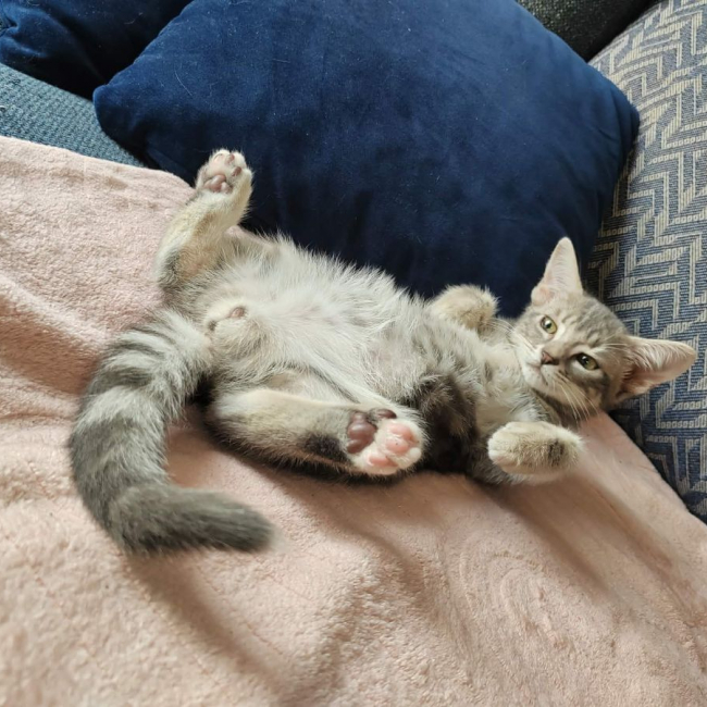 BAILEYS - Chat Européen à adopter