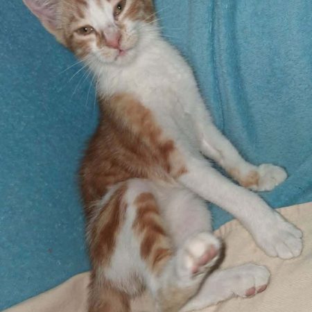 BAYLEE - Chat Européen à adopter