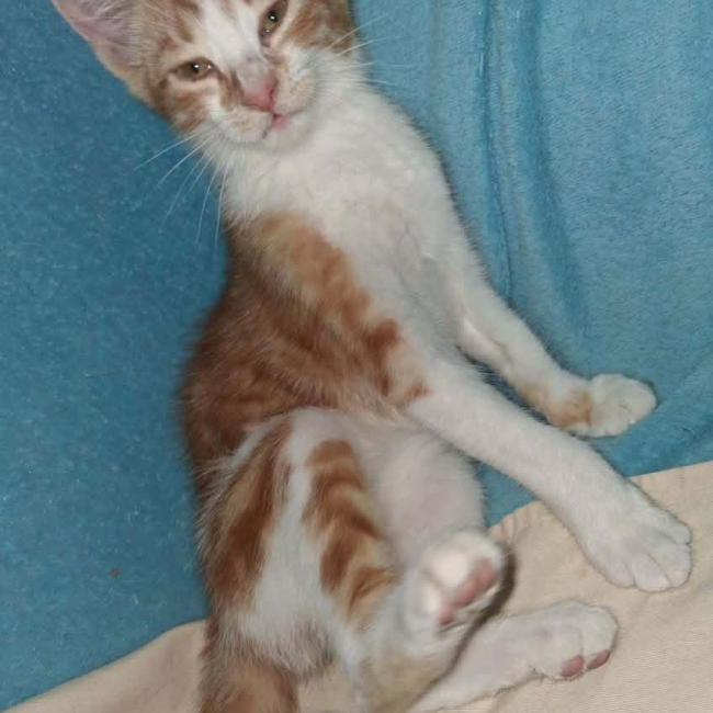 BAYLEE - Chat Européen à adopter