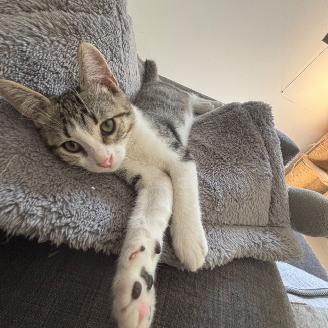 Léon