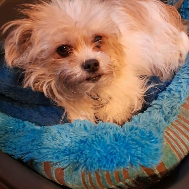 Lois et Kent - Chien à adopter
