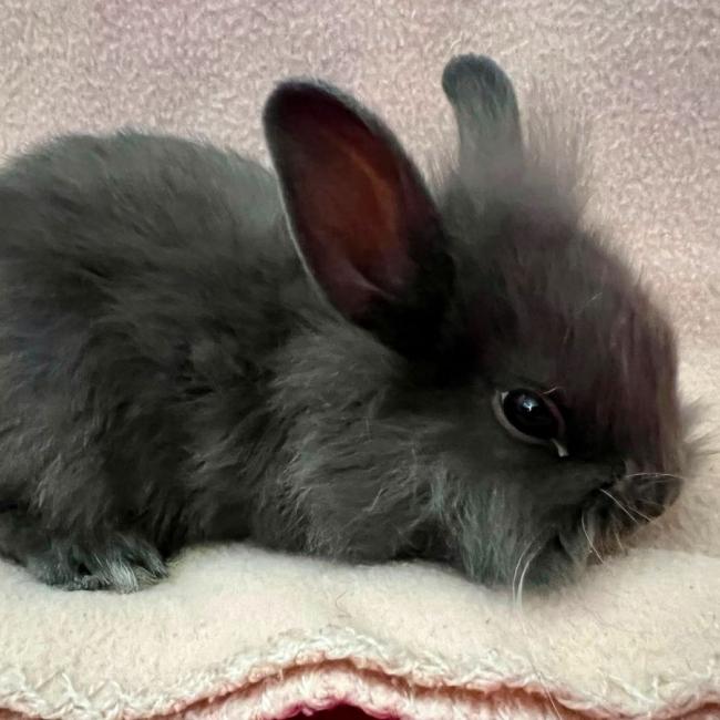 Effyx et Sofiane - Rongeur Lapin à adopter