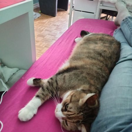 Plume - Chat Européen à adopter