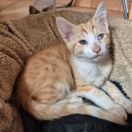 Enosh - Chat Européen à adopter