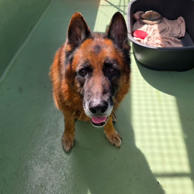 Souk - Chien Berger Allemand à adopter