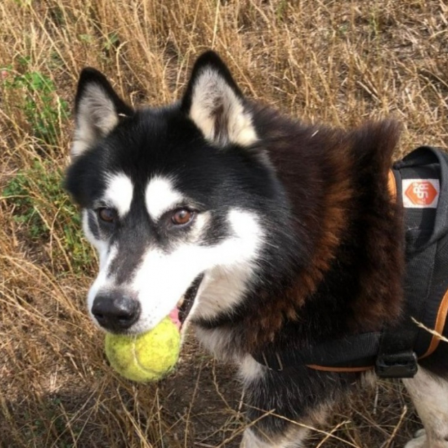 Ilky - Chien Husky Sibérien à adopter