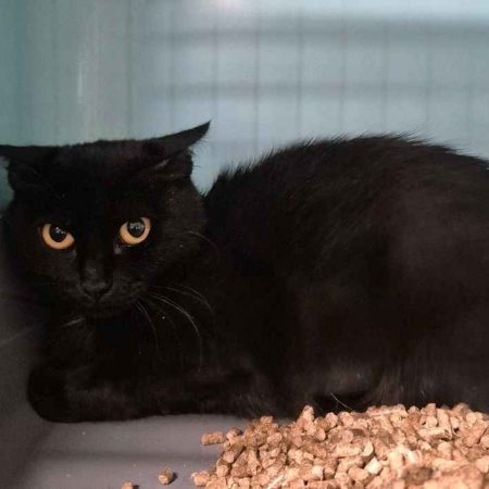 Ichiga - Chat Européen à adopter