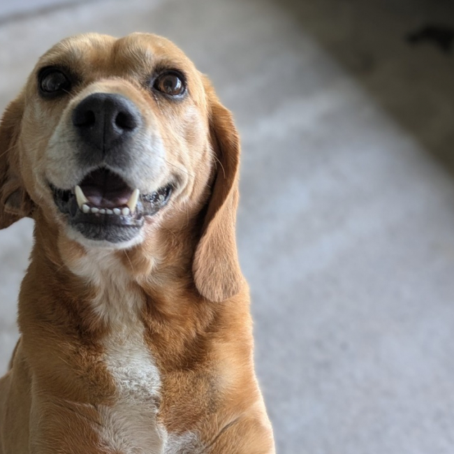 Torsade - Chien Beagle à adopter